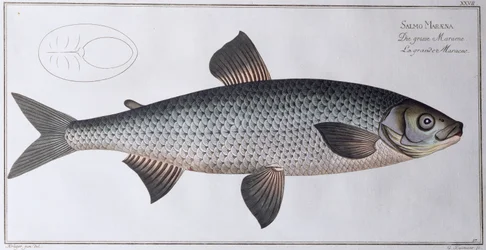 Laks: pub. av Black, ca. 1790 (trykk)